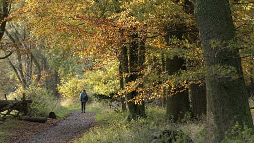 Visitor enjoying an autumnal walk through woodland on the Ashridge Estate, Hertfordshire